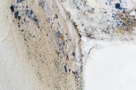 Best Emergency Mold Remediation  in Adelanto, CA